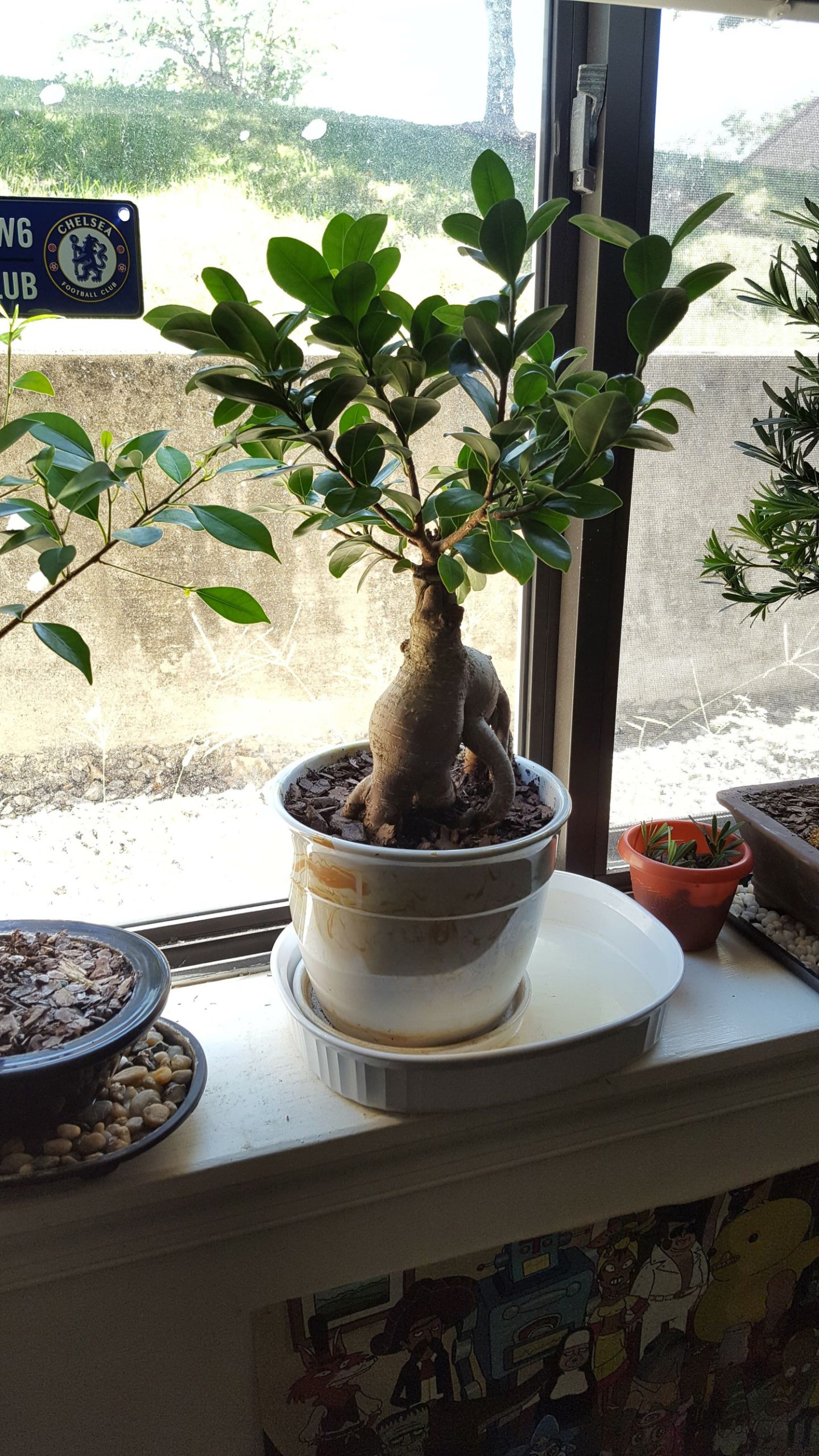 Ginseng Grafted Ficus bonsai care five months of care