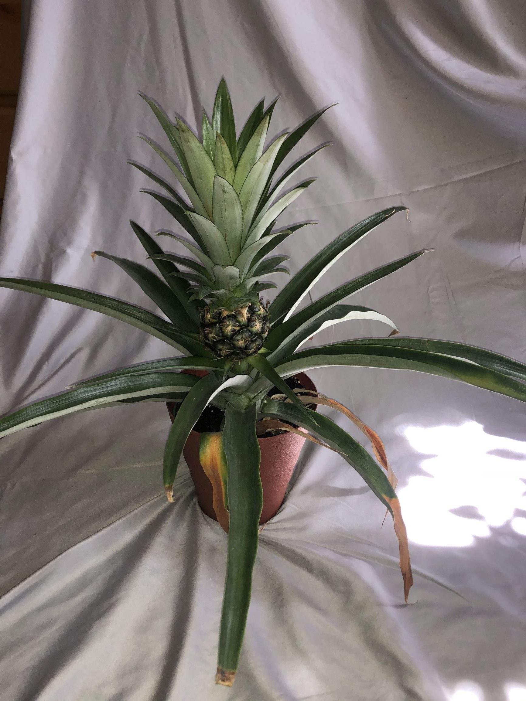 Pineapple Plant side