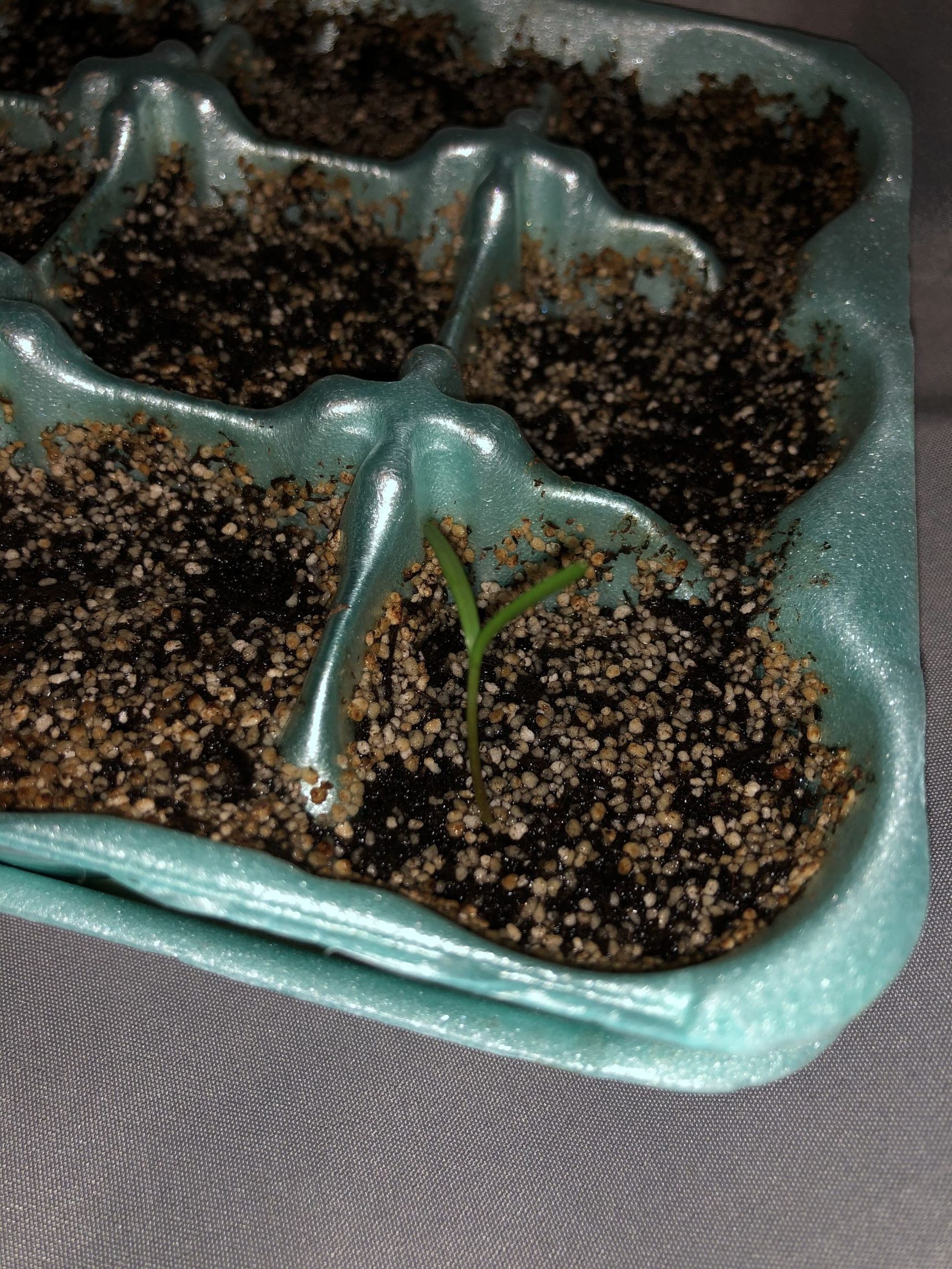 tree seeds third batch update mystery ficus 1