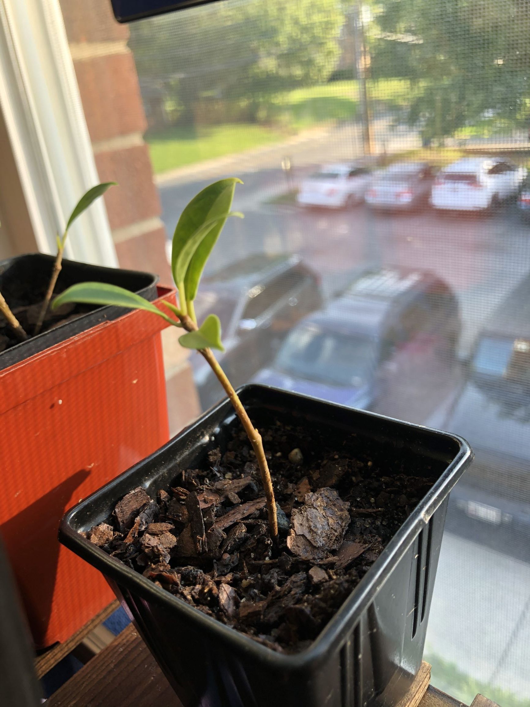 small golden gate ficus care 9/6 1