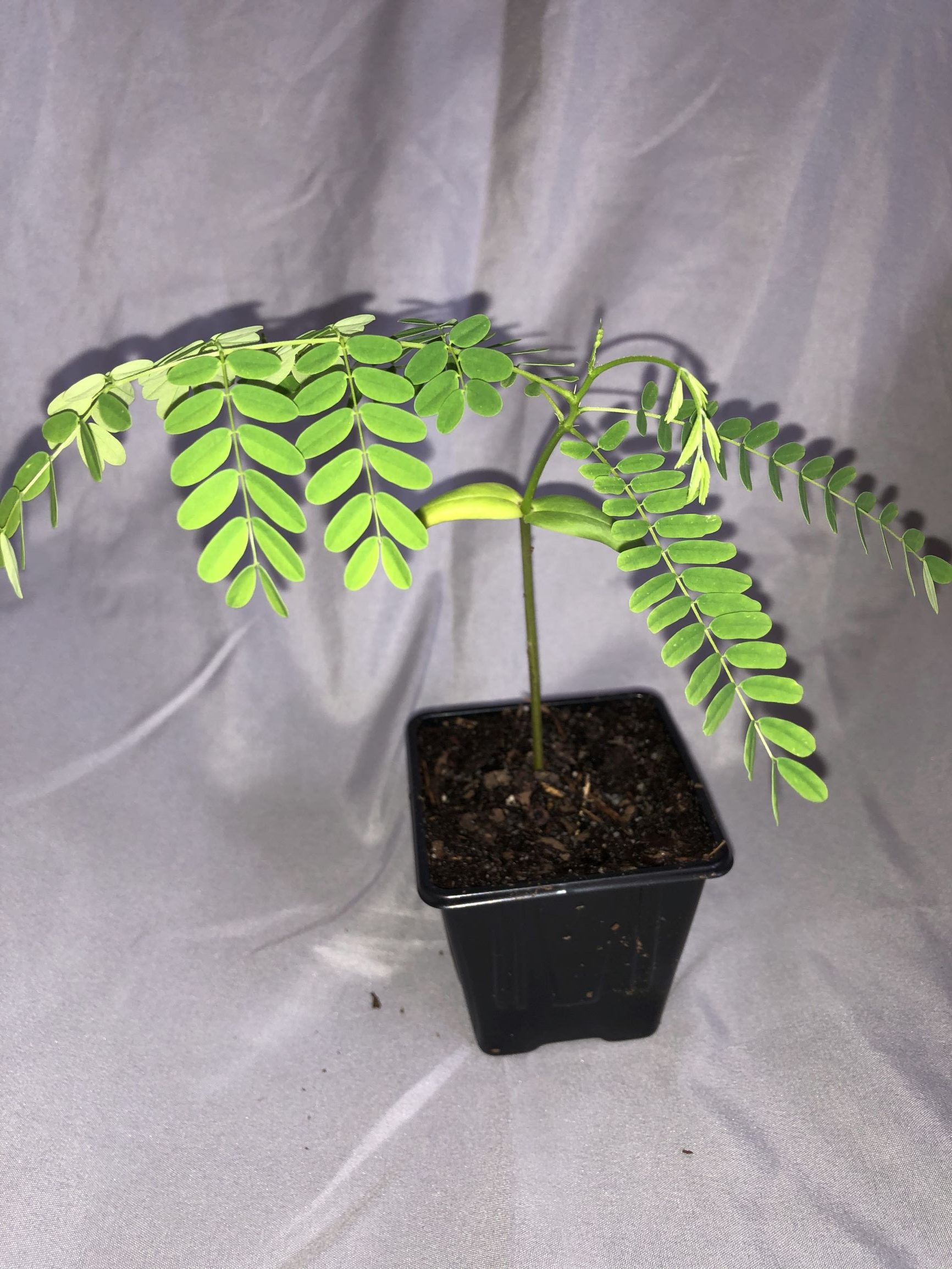 After Re-pot Royal Poinciana 2